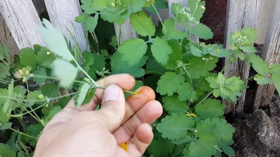 Papillomları gidermek için kırlangıçotu otu suyu